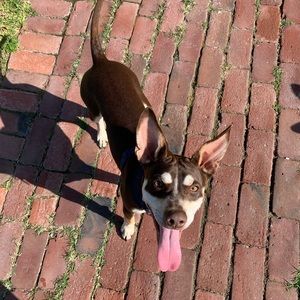 Meet your Posher, Sydney